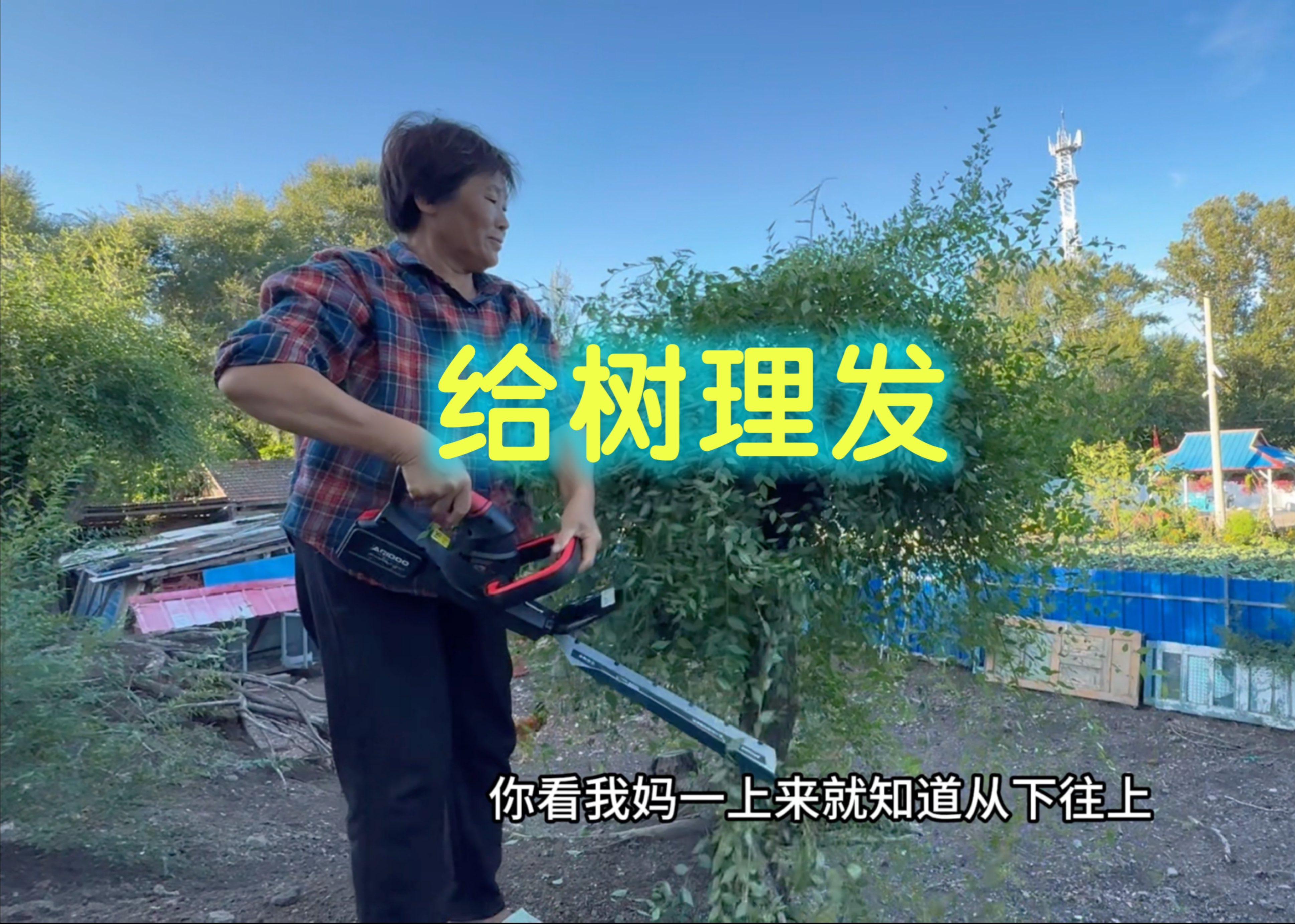 农村小院生机盎然，日常给树理发，今天杨妈妈也是理发师了，小树修