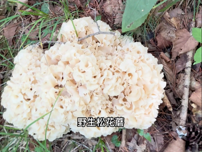 真实记录长白山跑山人进山14小时会有哪些收获.