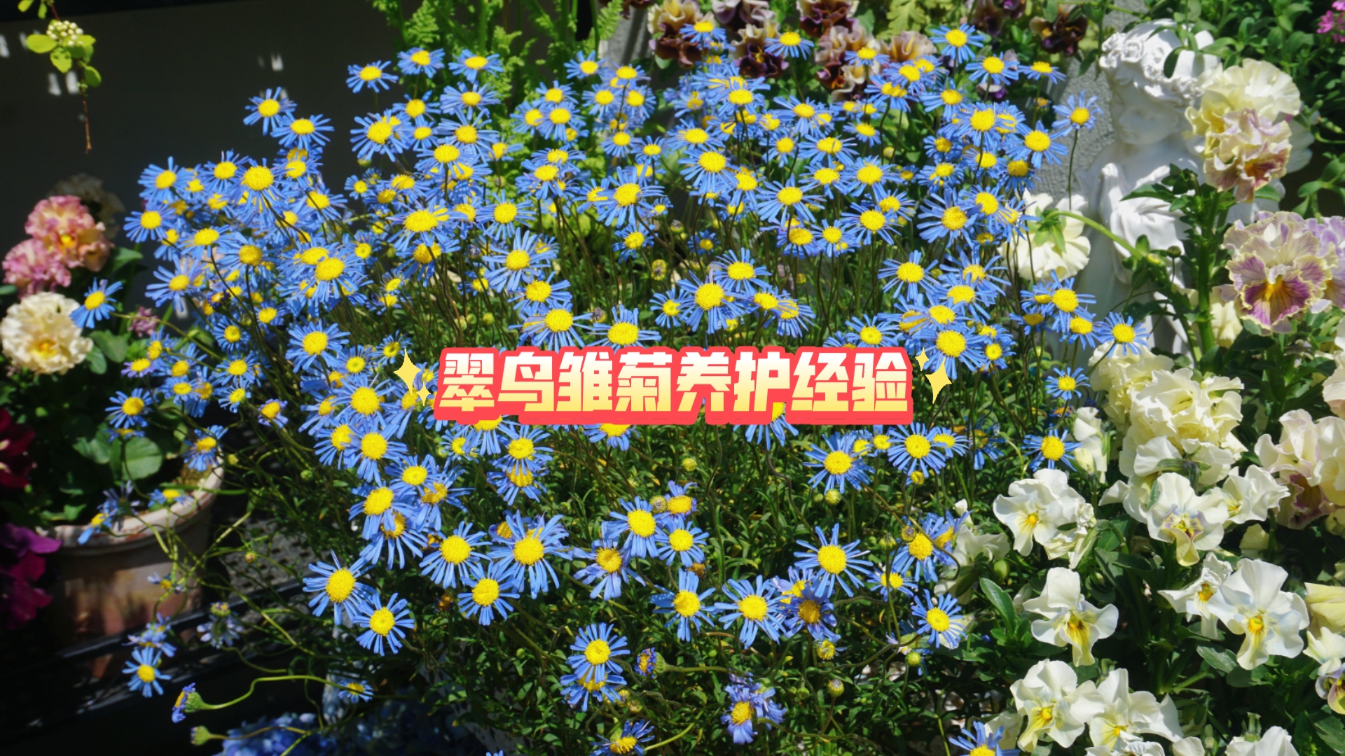 蓝色控无法拒绝的纯蓝色草花-翠鸟雏菊养护指南，如何拥有一盆