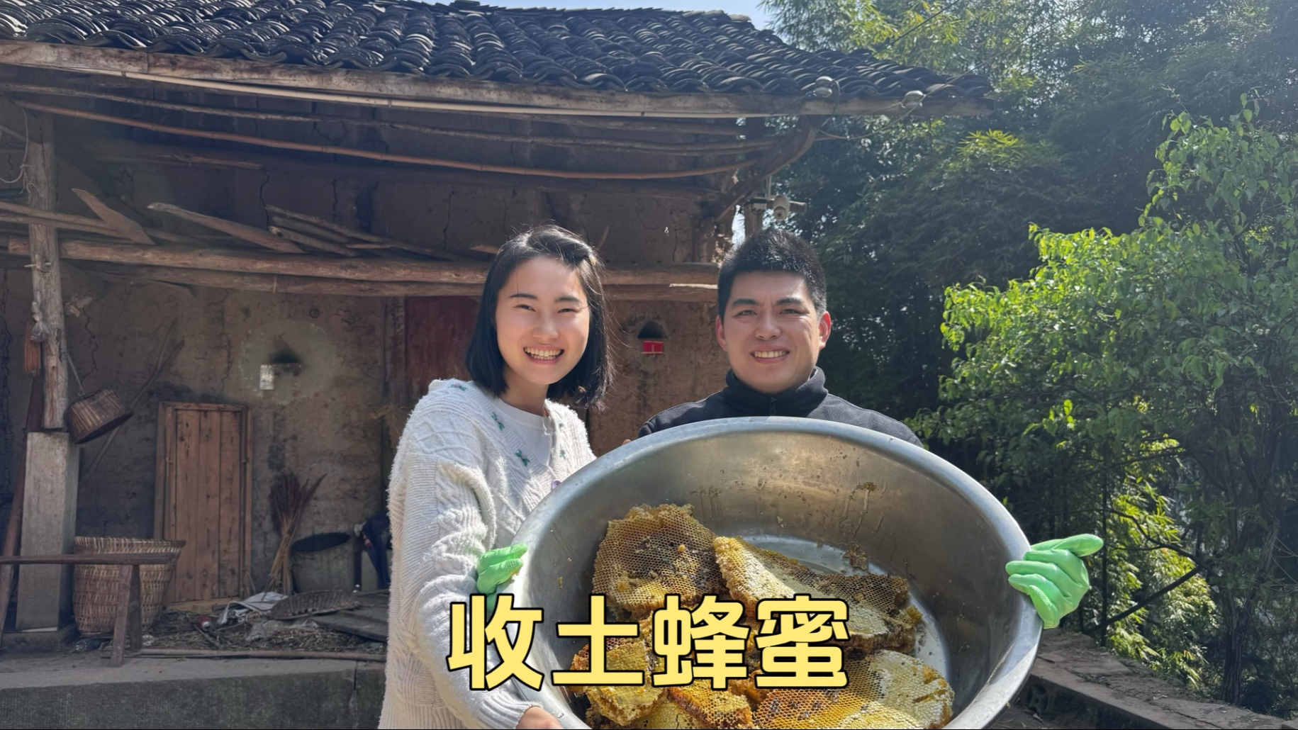 山上收土蜂蜜，看养蜂人怎么取蜂蜜