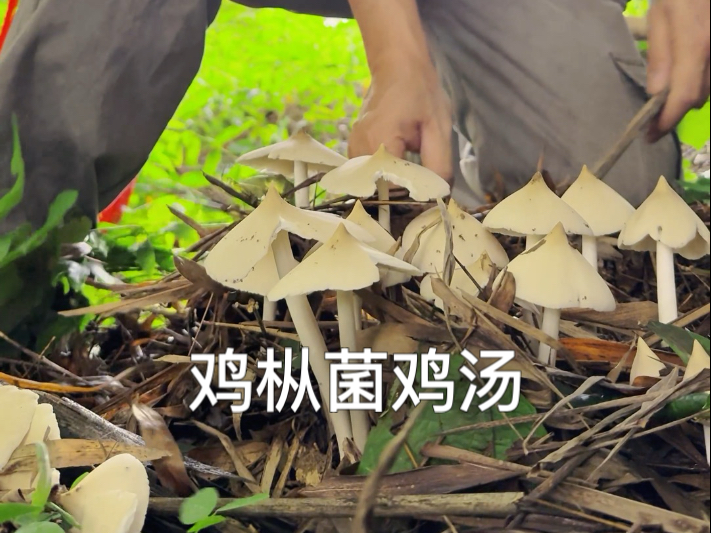 雨后山林觅鸡枞，破土鲜菌香，手采一口盛夏山野味