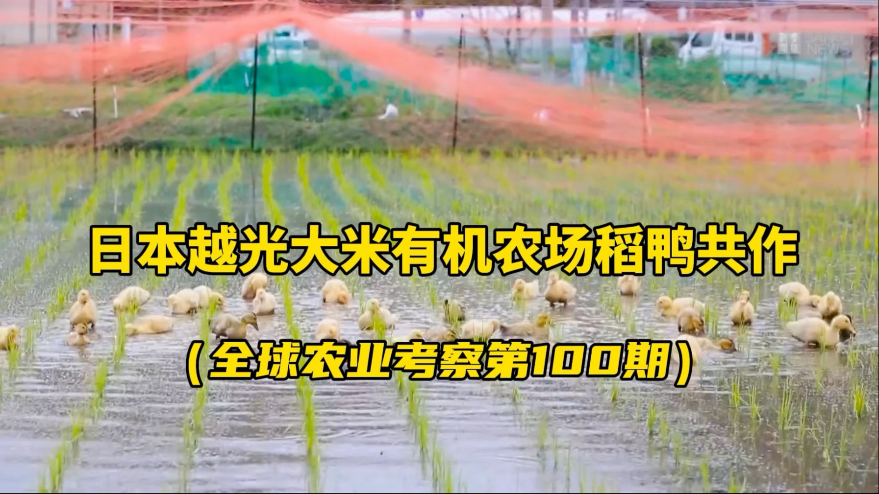 日本越光大米有机农场稻鸭共作模式！