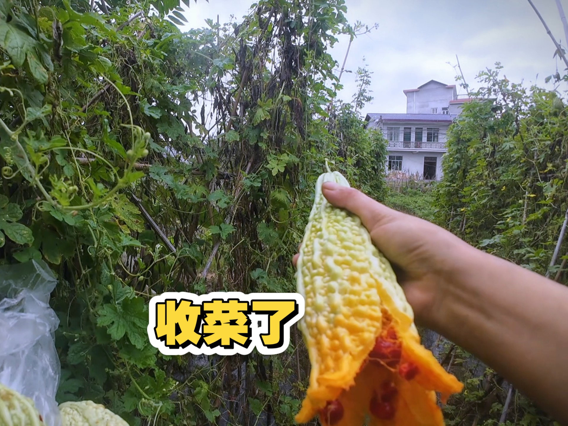 收摊回来又忙着收菜，辣椒、葫芦瓜、苦瓜，要赶在暴雨前全摘完！