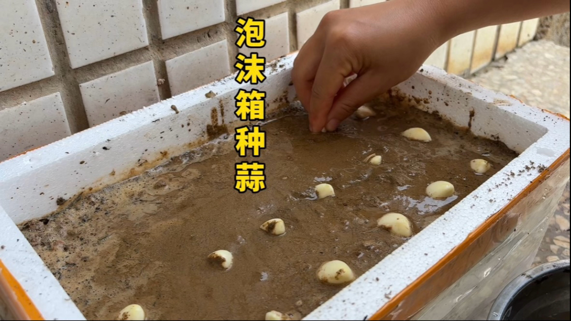 第一次拿泡沫箱种大蒜，晚上吃香辣基围虾，40块钱才一小盘