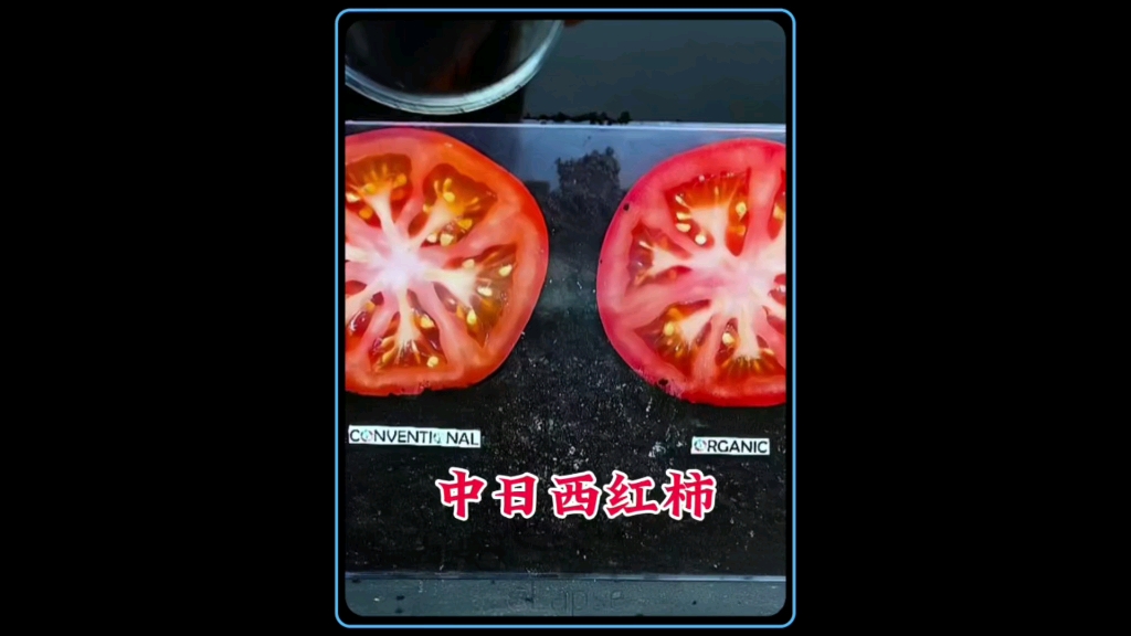 中国老式西红柿和日本转基因西红柿做对比，谁家的更好吃呢