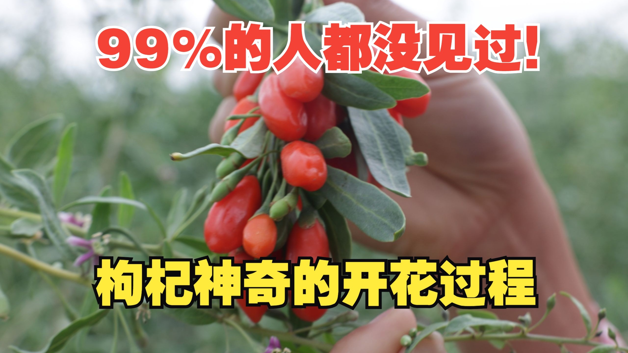 99%的人都没见过！枸杞神奇的开花过程！