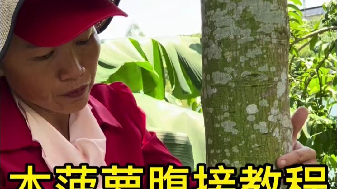 木菠萝腹接教程# 嫁接技术