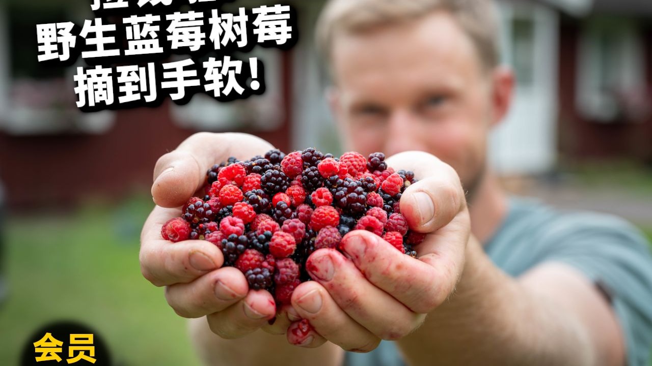 不花钱吃顶级浆果？北欧遍地野生蓝莓树莓任我摘，手已废！