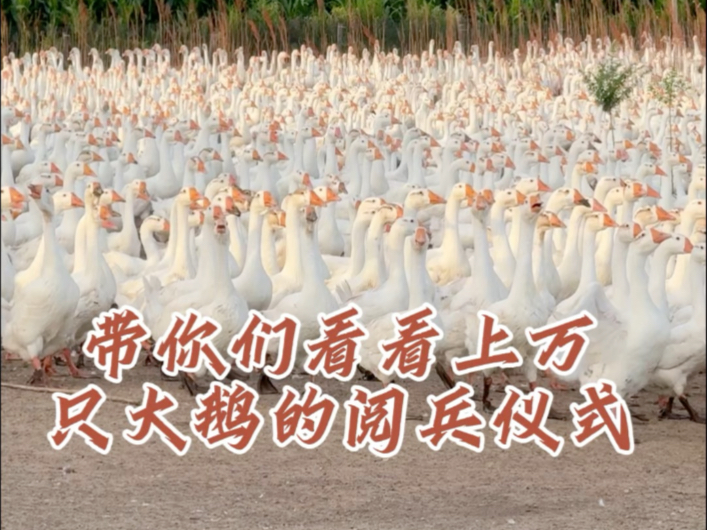 带你们看看上万只大鹅的阅兵仪式