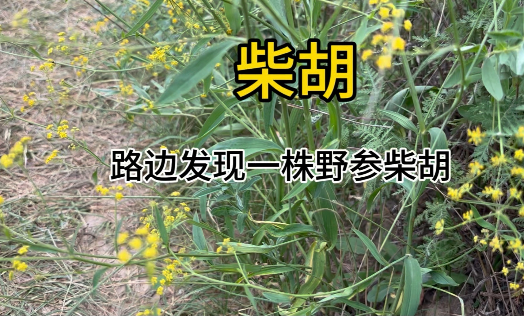 柴胡开花了，上山的时候在路边发现一株柴胡！一起认识一下！