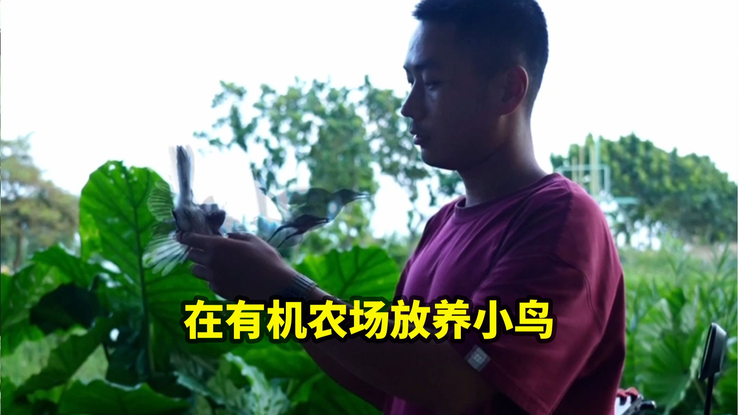 在有机农场放养小鸟