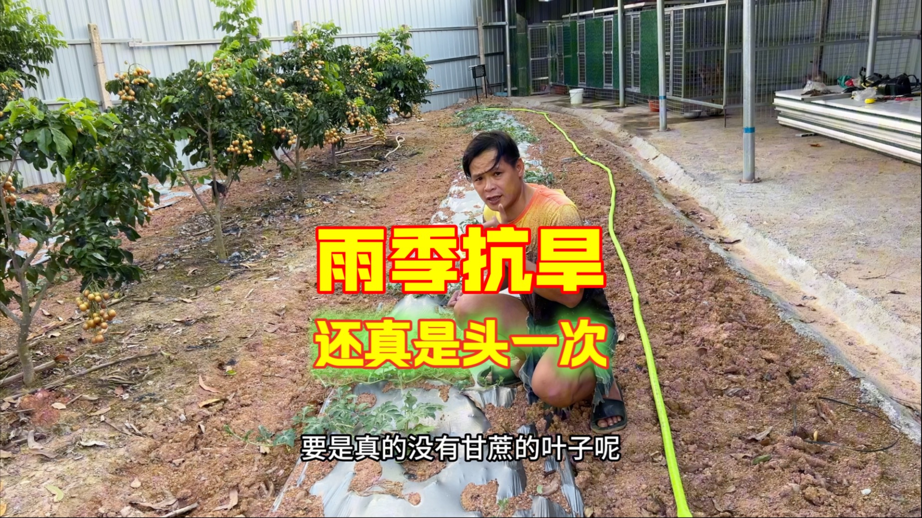 西瓜雨季抗旱，还真是头一次