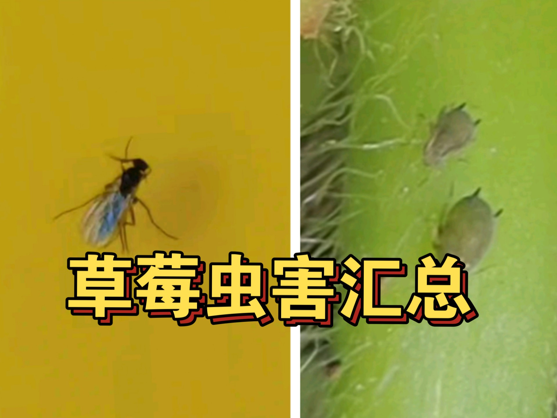 红蜘蛛，蚜虫，蓟马，小黑飞。症状，原因，防治方法，全是干货