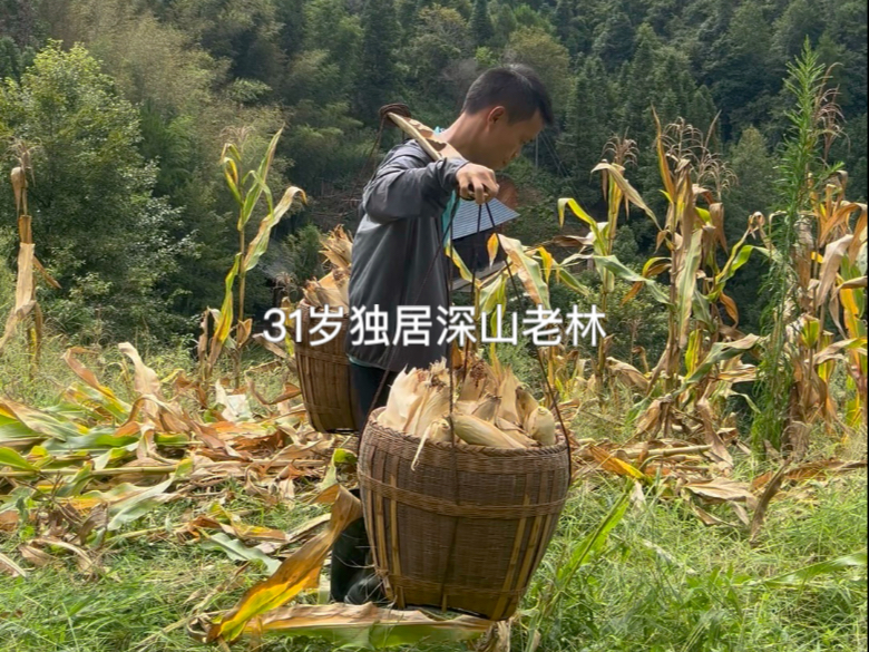 大山里的生活经常让我忽视时间，当我看到田地里金灿灿的农作物