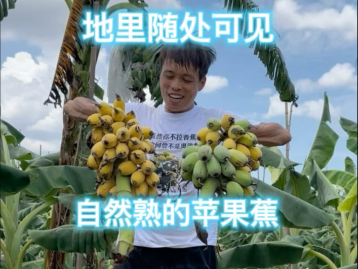 树上熟的苹果蕉好看不好吃，断下来的香蕉地里随处可见，都是自然