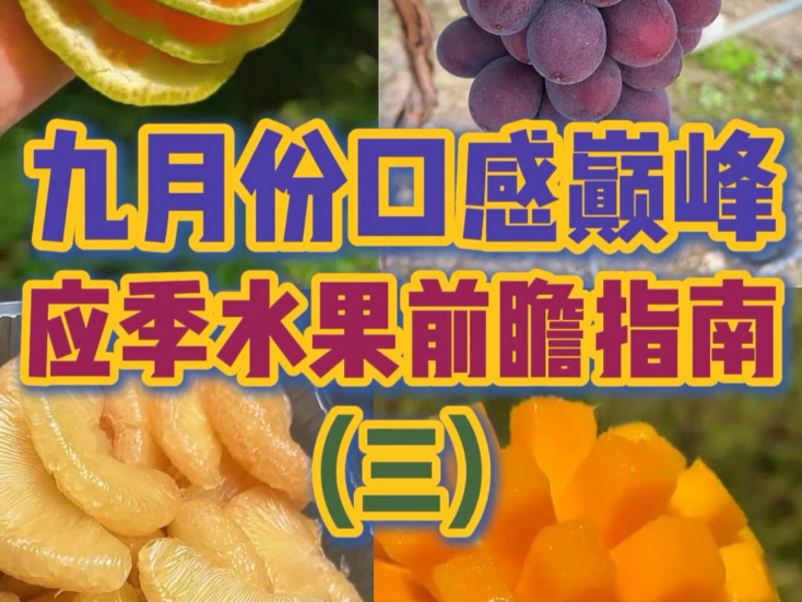 九月份口感巅峰的应季水果指南～第三弹～