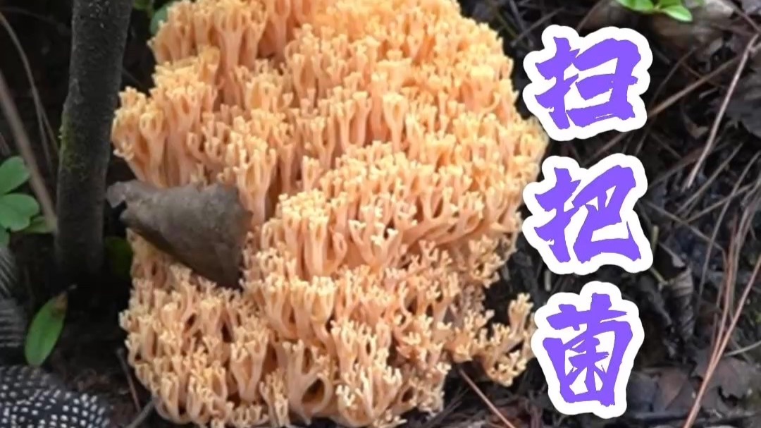 一片珊瑚菌，我还以为是来到了龙宫