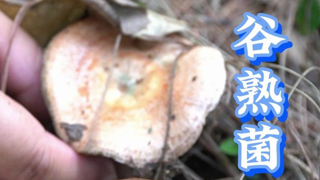 菌子的收购价格不错，大花猫卖了菌子吃烤鸡去了