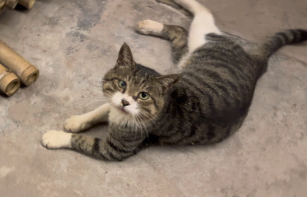 半夜刷新了一只小猫猫在门口  【一大早就出门捡菌子 小载而