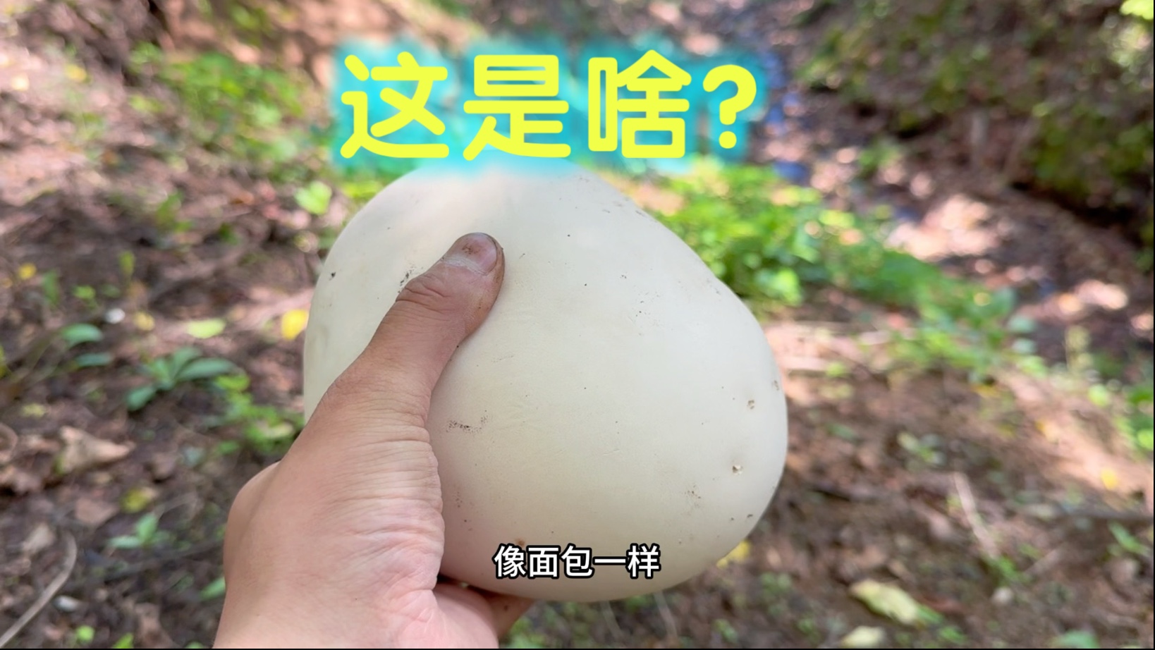 最轻松的一次采蘑菇，大赚300多块，还发现一个像馒头的蘑菇！