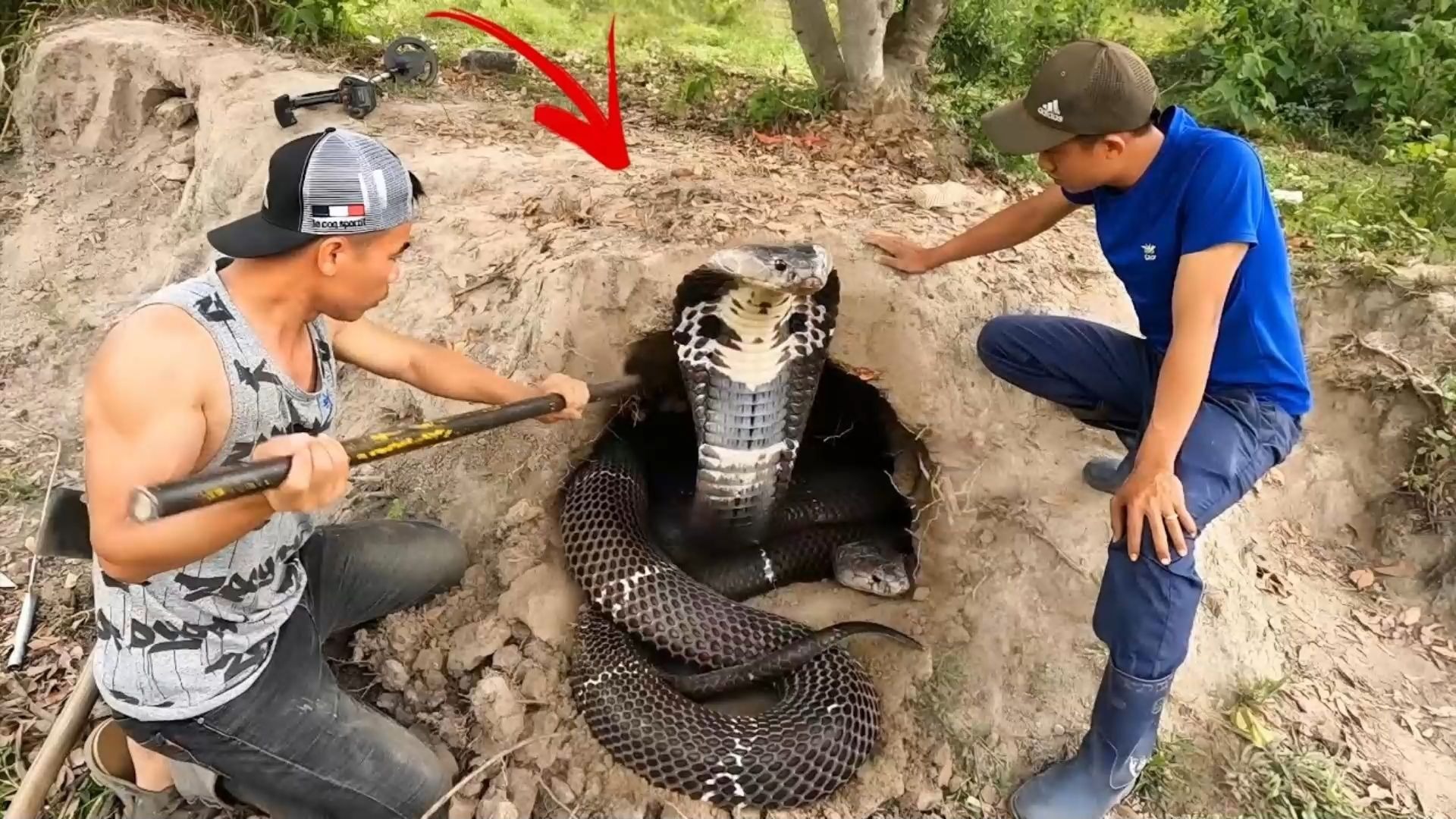 不怕死的两个人徒手掏蛇窝 抓了三条眼镜王蛇！