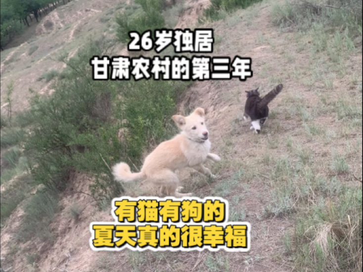 26岁独居甘肃农村！不结婚！只工作不上班，有猫有狗的夏天真的很幸