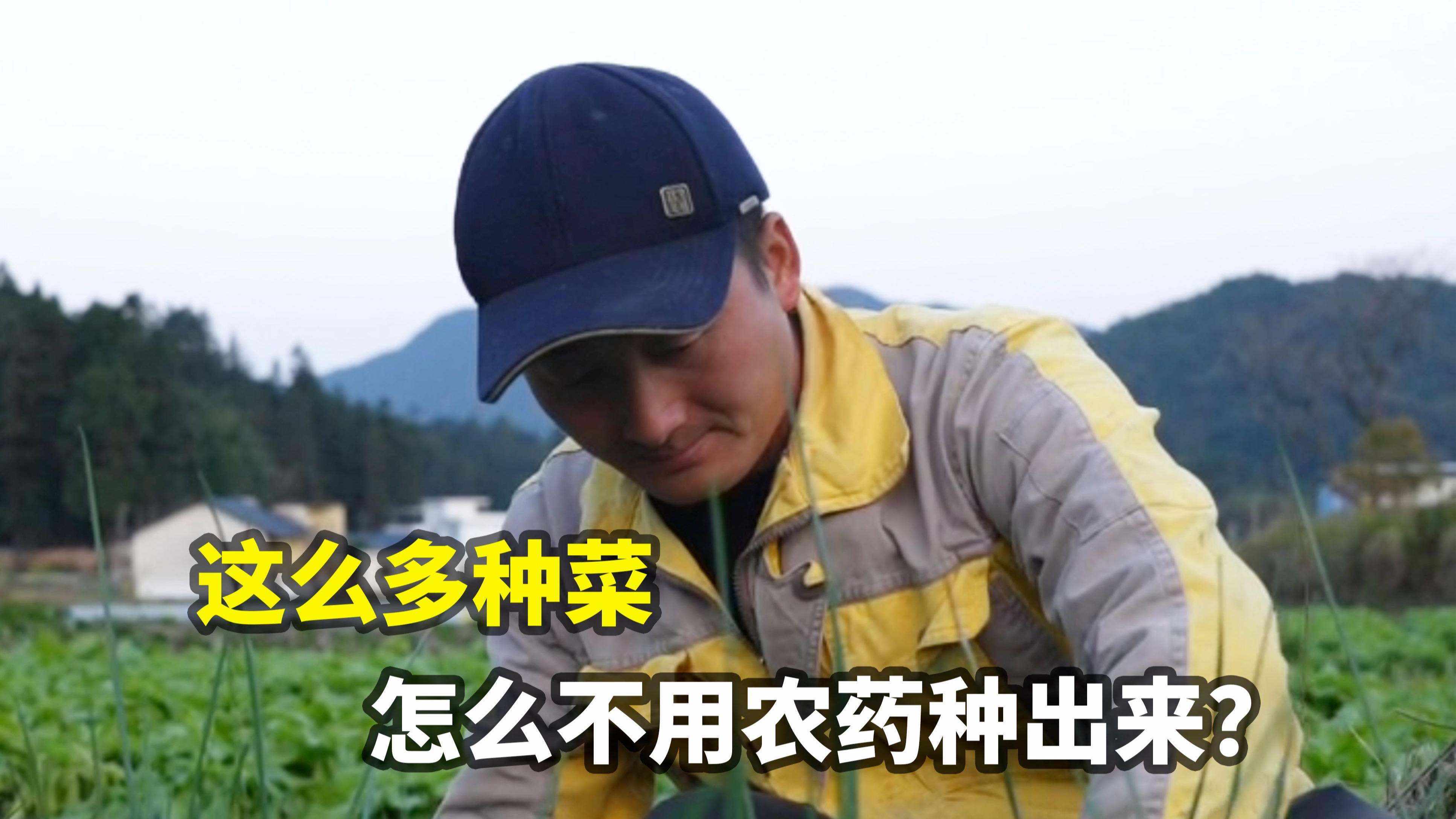 这么多种菜，怎么不用农药化肥种出来？