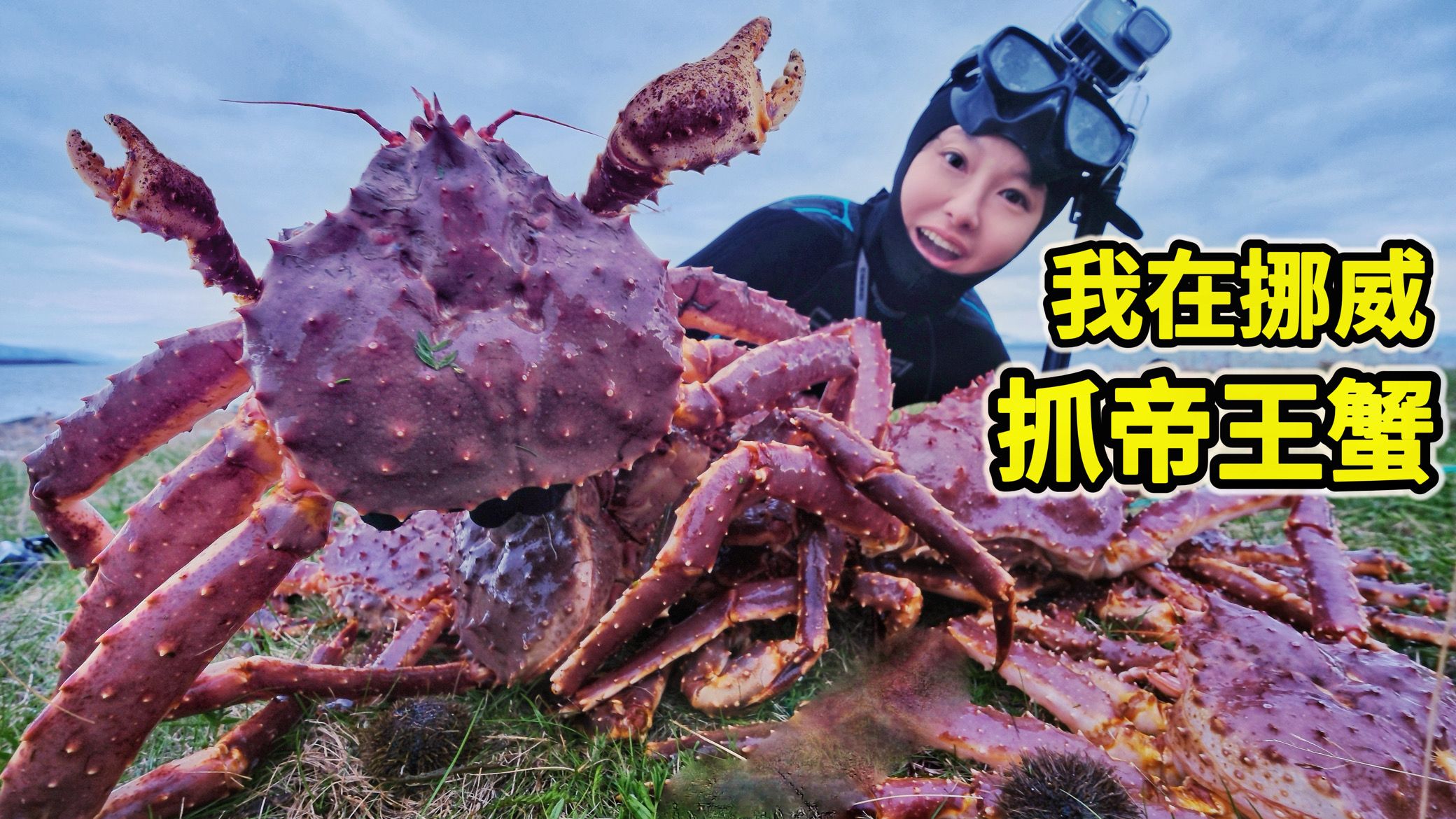 挪威帝王蟹泛滥，冰海潜水抓螃蟹，1小时收入破万！