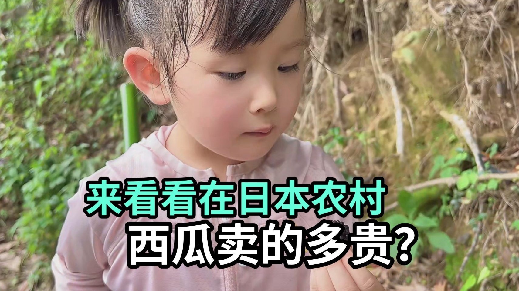 在日本农村想吃个西瓜，到底有多贵？期待自己田里的瓜