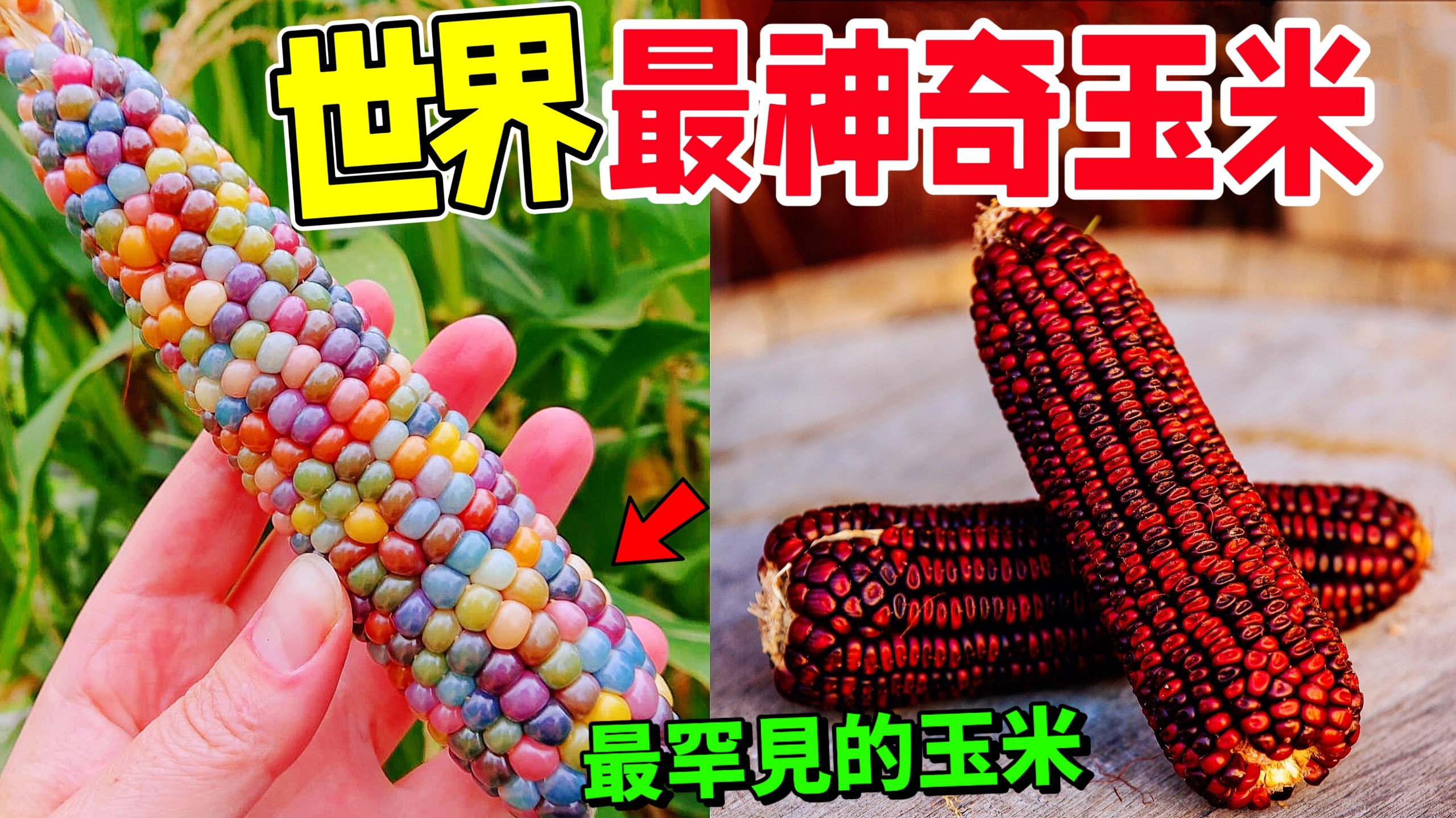 最不可思议的十种神奇玉米品种，小巧如同手指，绚丽堪比宝石，原来