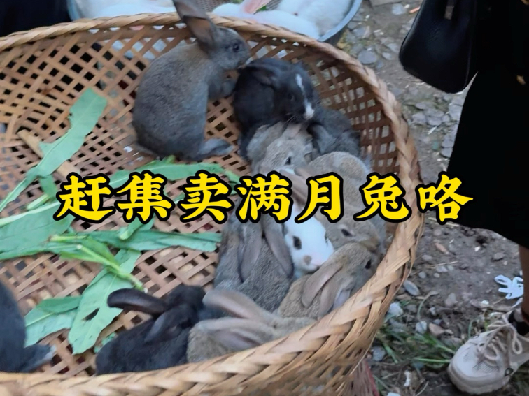 大清早的赶集卖满月兔咯