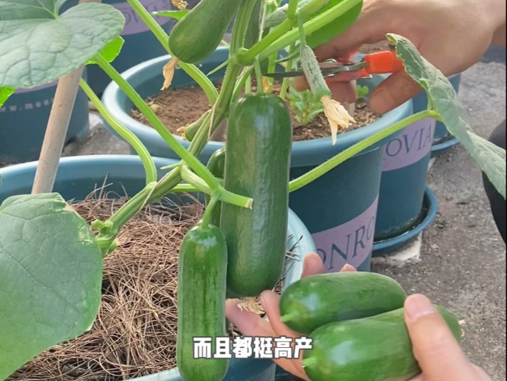 好几个星期没菜摆摊了，现在秋黄瓜和打顶后的茄子重新上市，又可