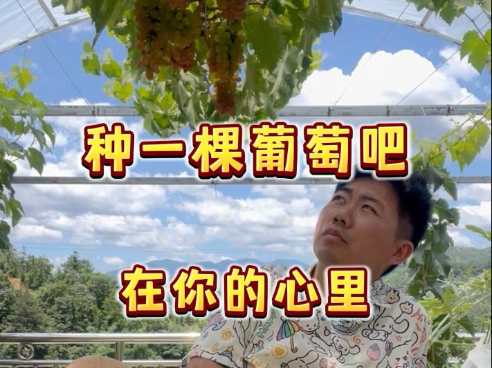 种一棵葡萄吧，在你的心里。养一棵楼顶的葡萄，陪伴它成长，收获宁