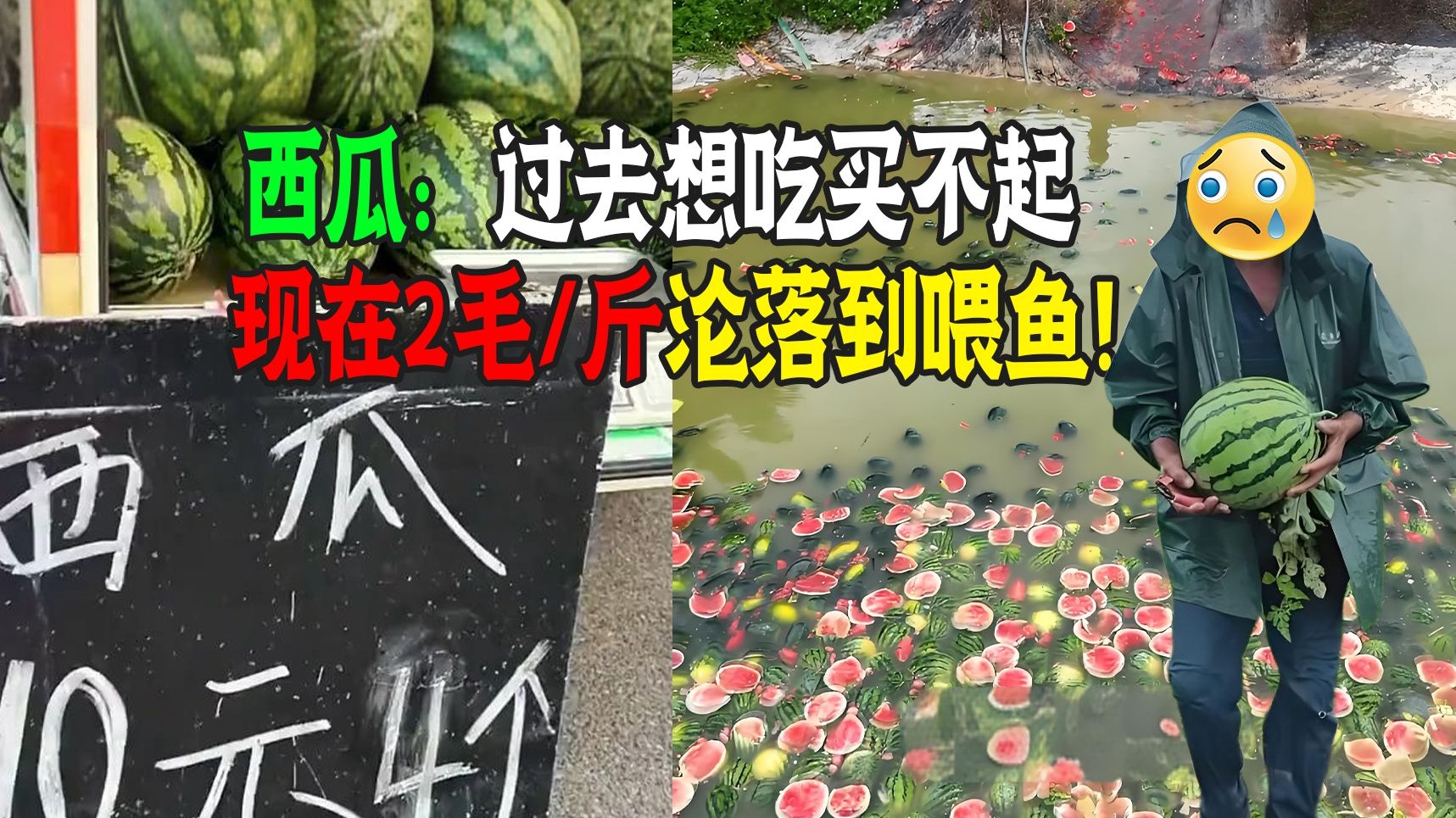西瓜两毛一斤十元5个！网友：羡慕吃瓜自由！广西瓜农：涨点吧！