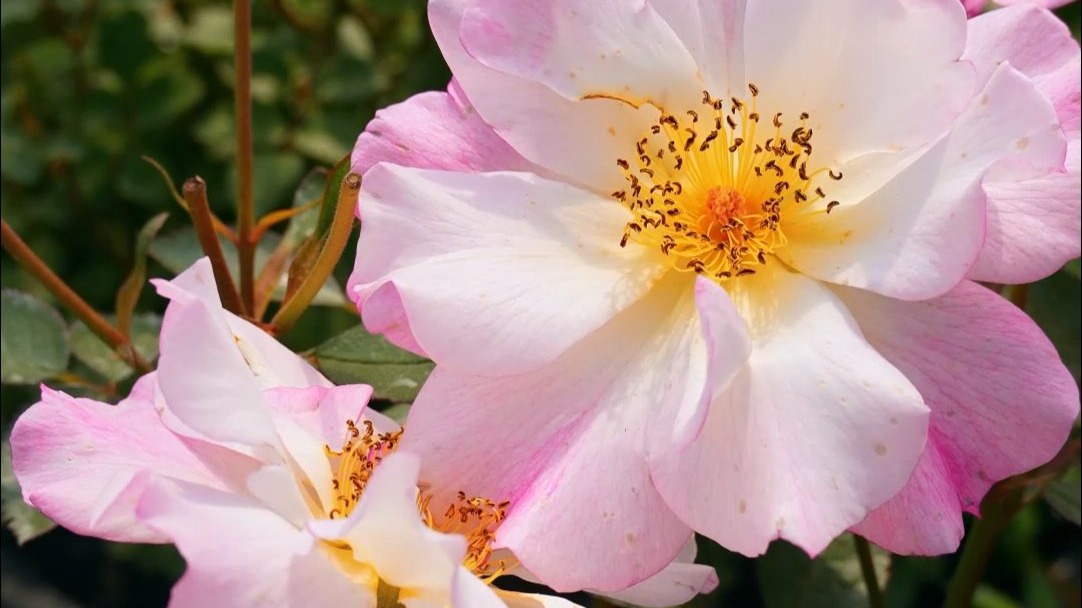 【天狼月季】现代月季培育数百年，仍未开发出物种极限？