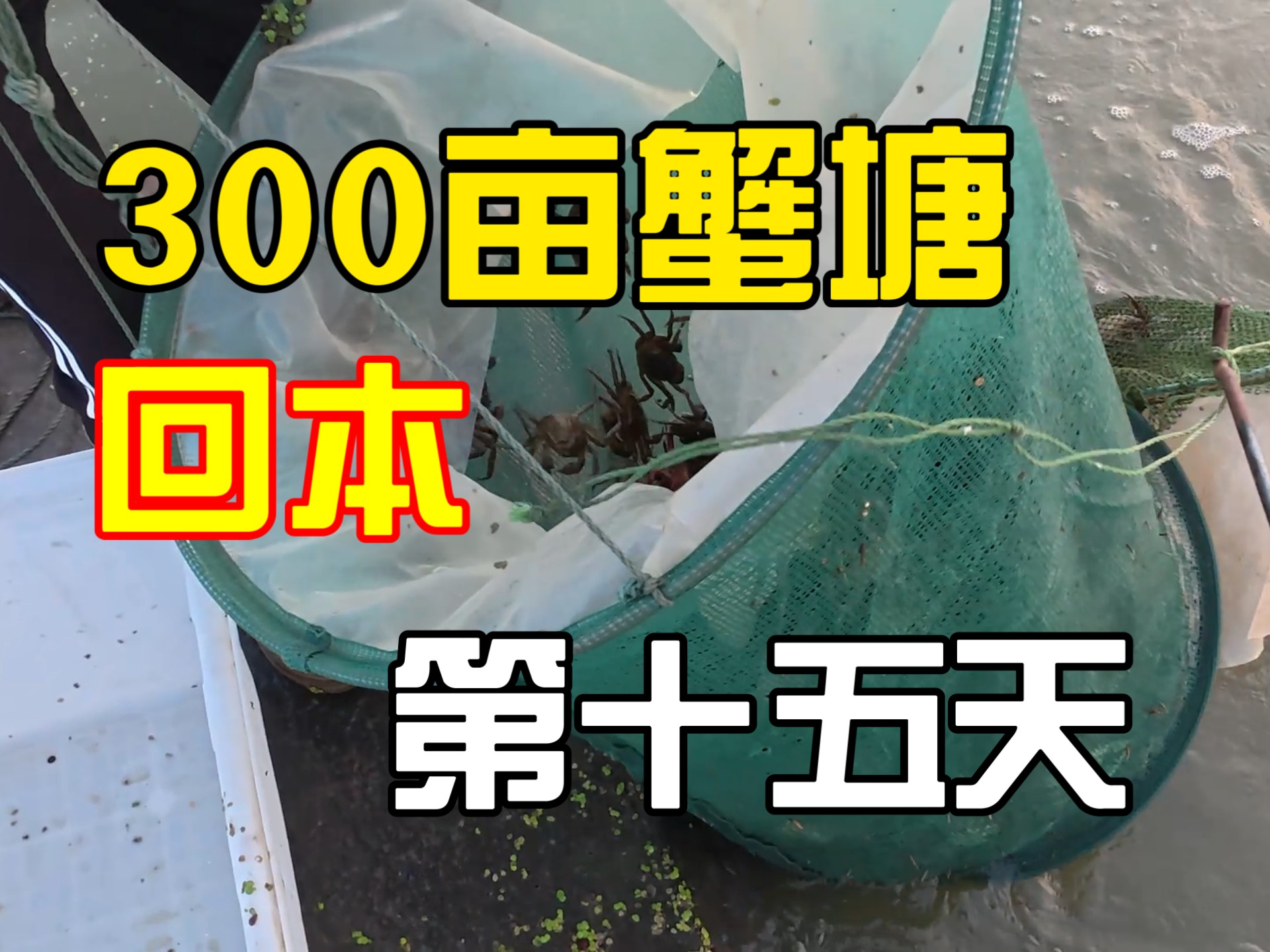 挂笼了  同志们  第十五天