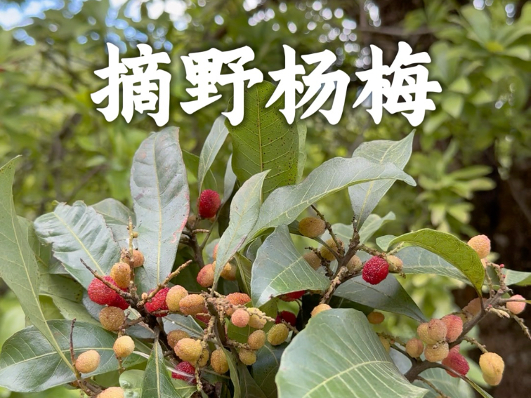 今天爬了很远的山，来摘野生小杨梅。