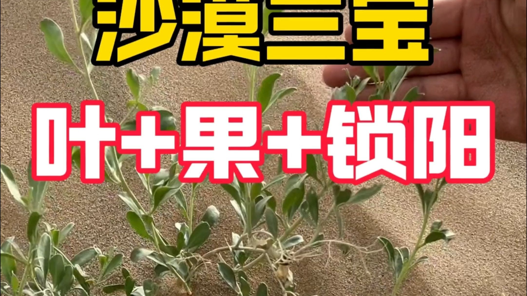 沙漠的三宝植物，果子真的很好吃