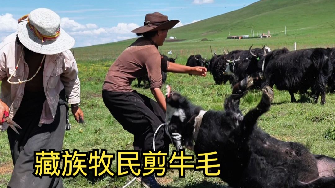 藏族牧民的牦牛毛多少钱一斤？