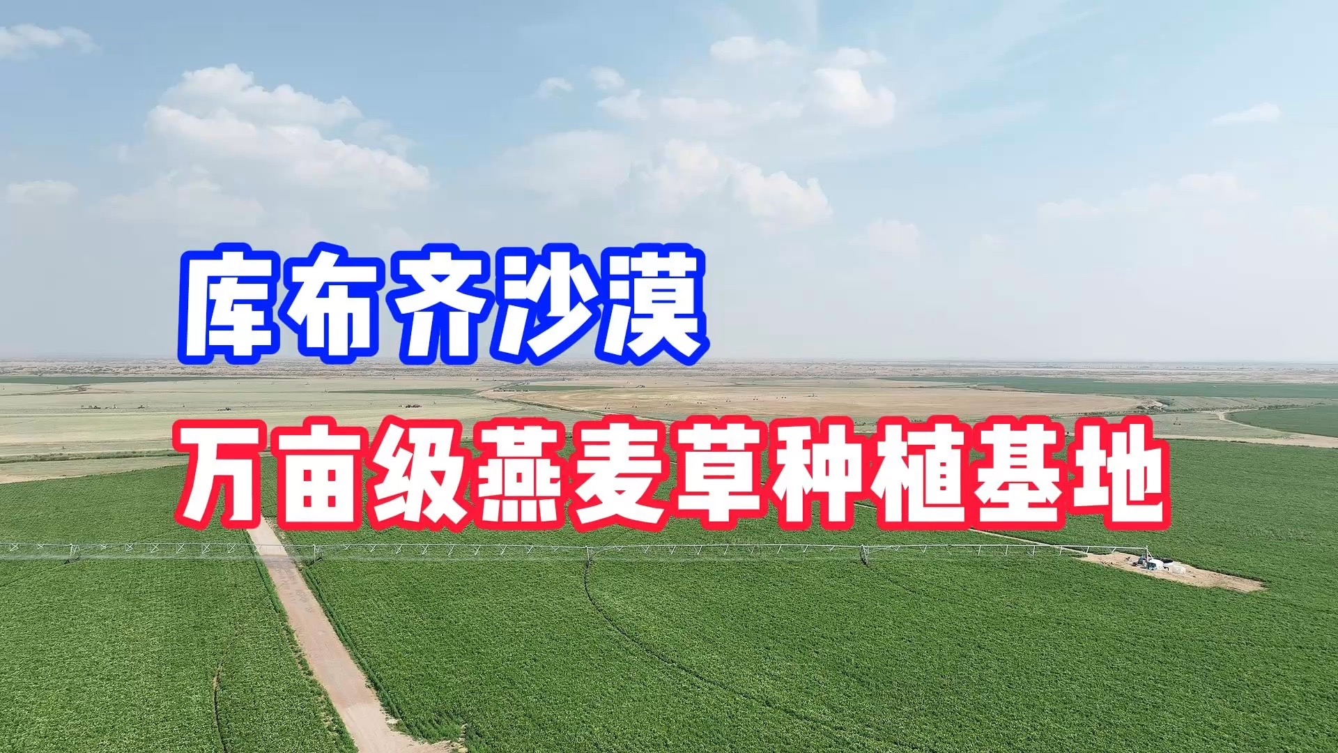 库布齐沙漠万亩级燕麦草种植基地