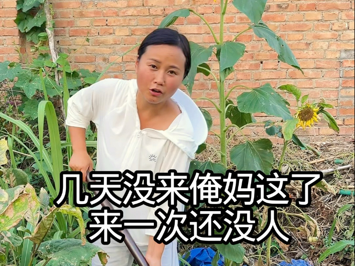 好几天没来俺妈这了，来一次还没人