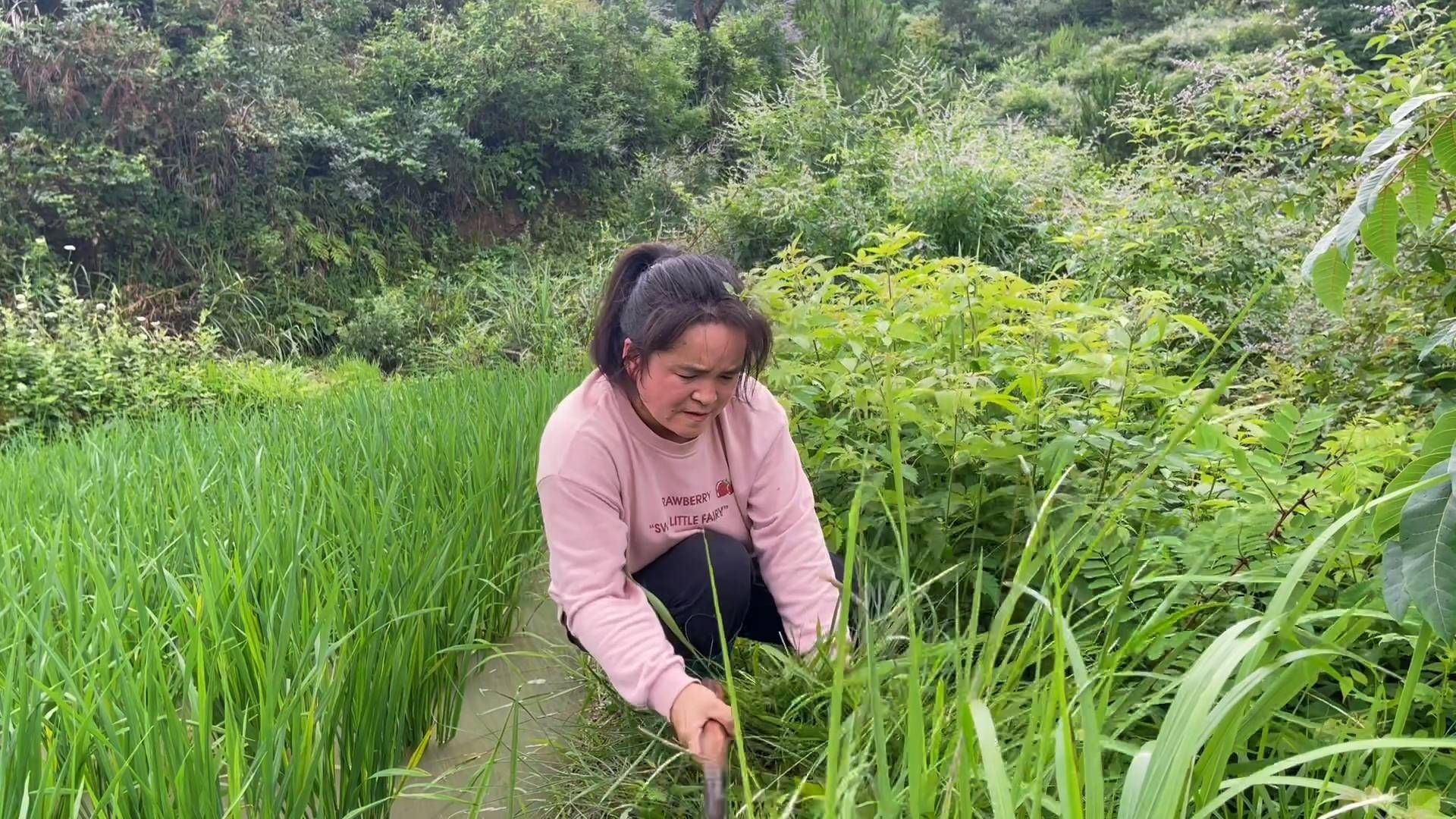 养牛人苗大姐一天有割不完的草，遇到熟人丢脸死，不要跟别人说