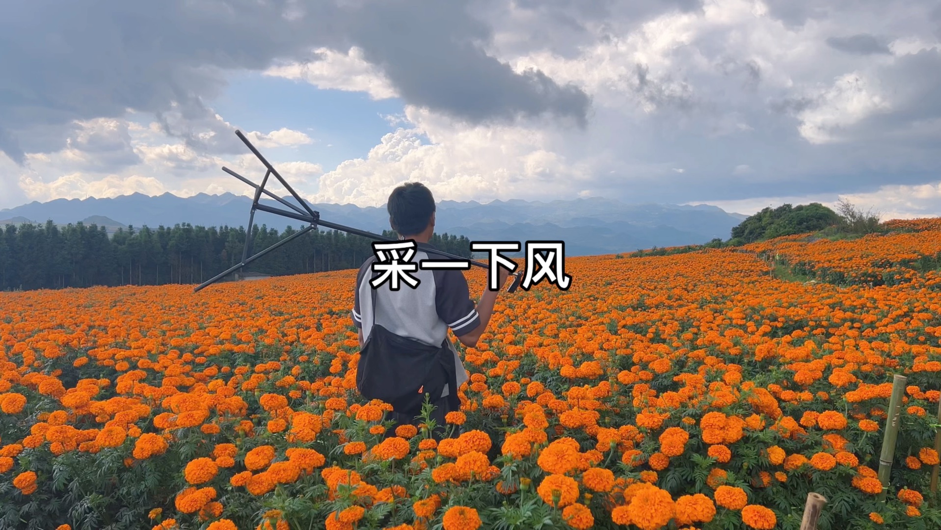 今天带你们采一下风