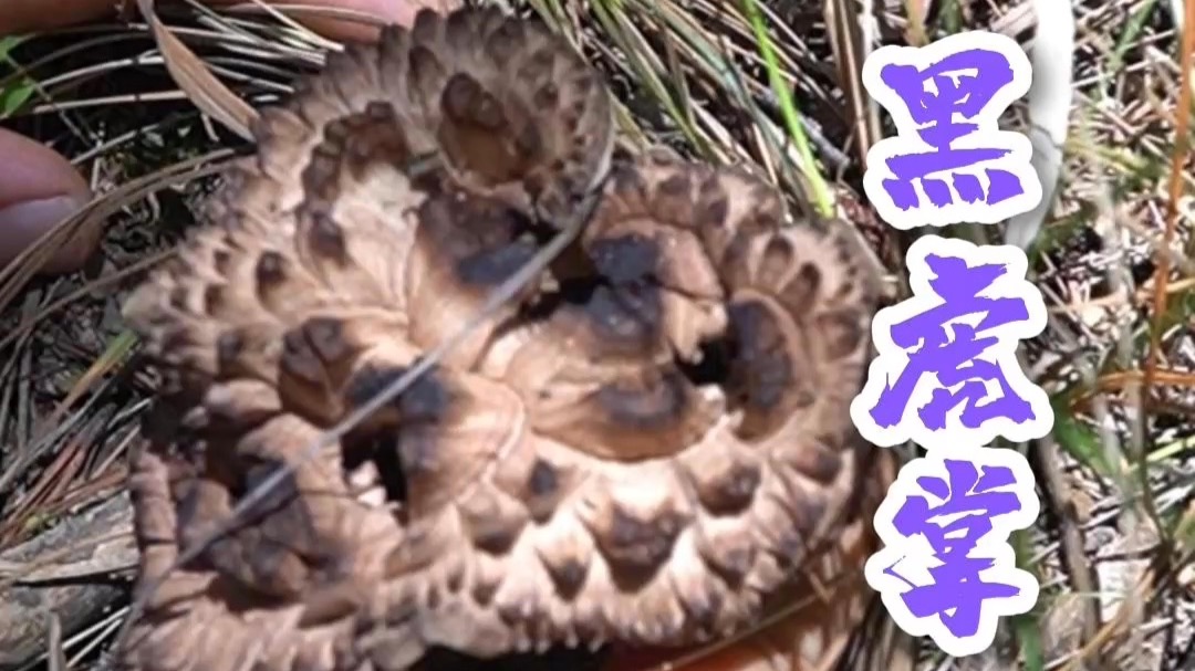 爆新品种了，发现黑虎掌