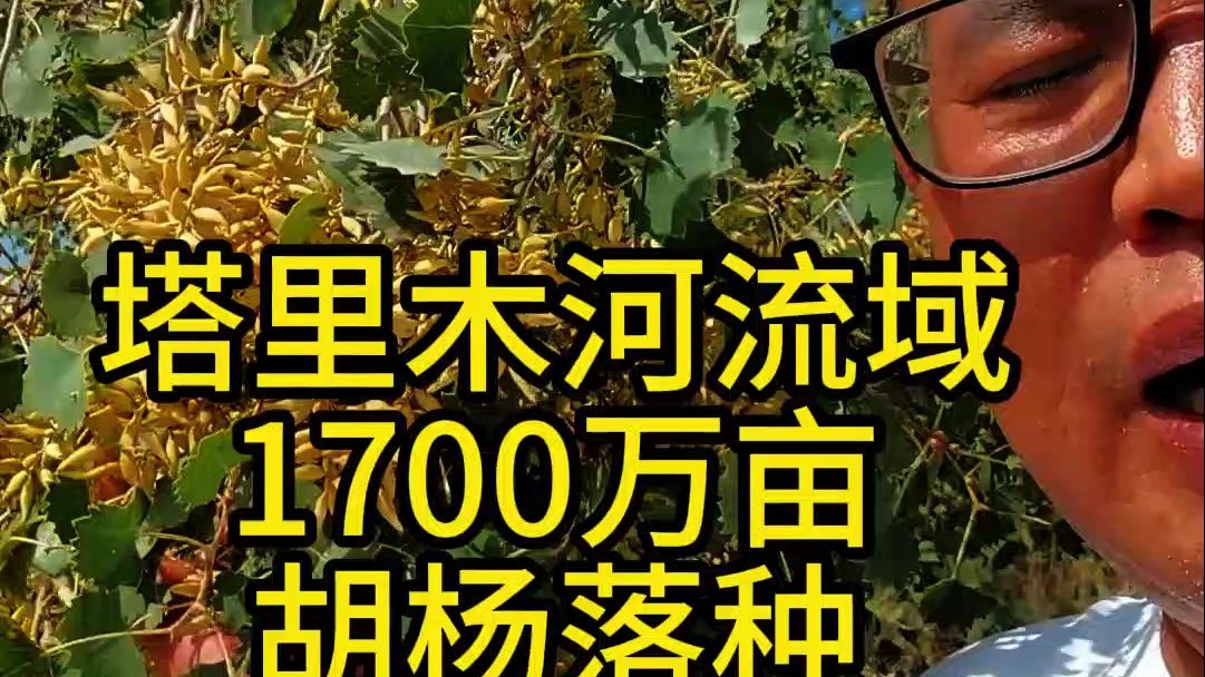 塔里木河1700万亩胡杨落种