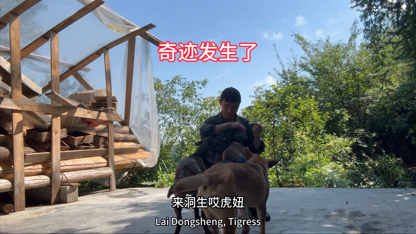 付出得到了回报，狗宝宝不再排斥我啦，还变得憨态可掬了