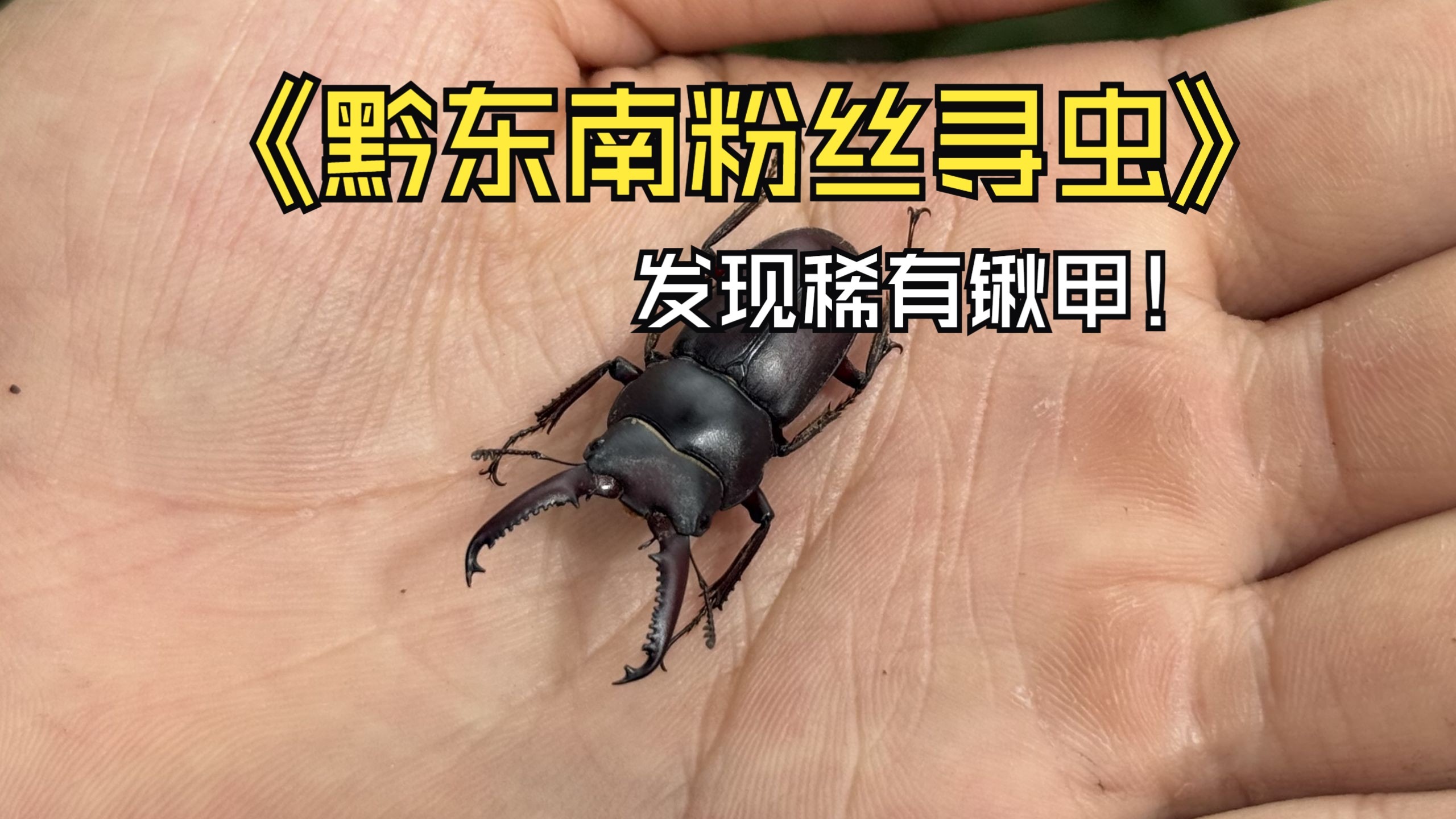 黔东南粉丝寻虫，发现稀有锹甲。晚上灯诱还上了好多大货！