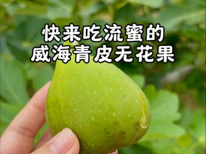 小猫们请大家吃威海青皮无花果，每天上山摘完无花果回家赶快要