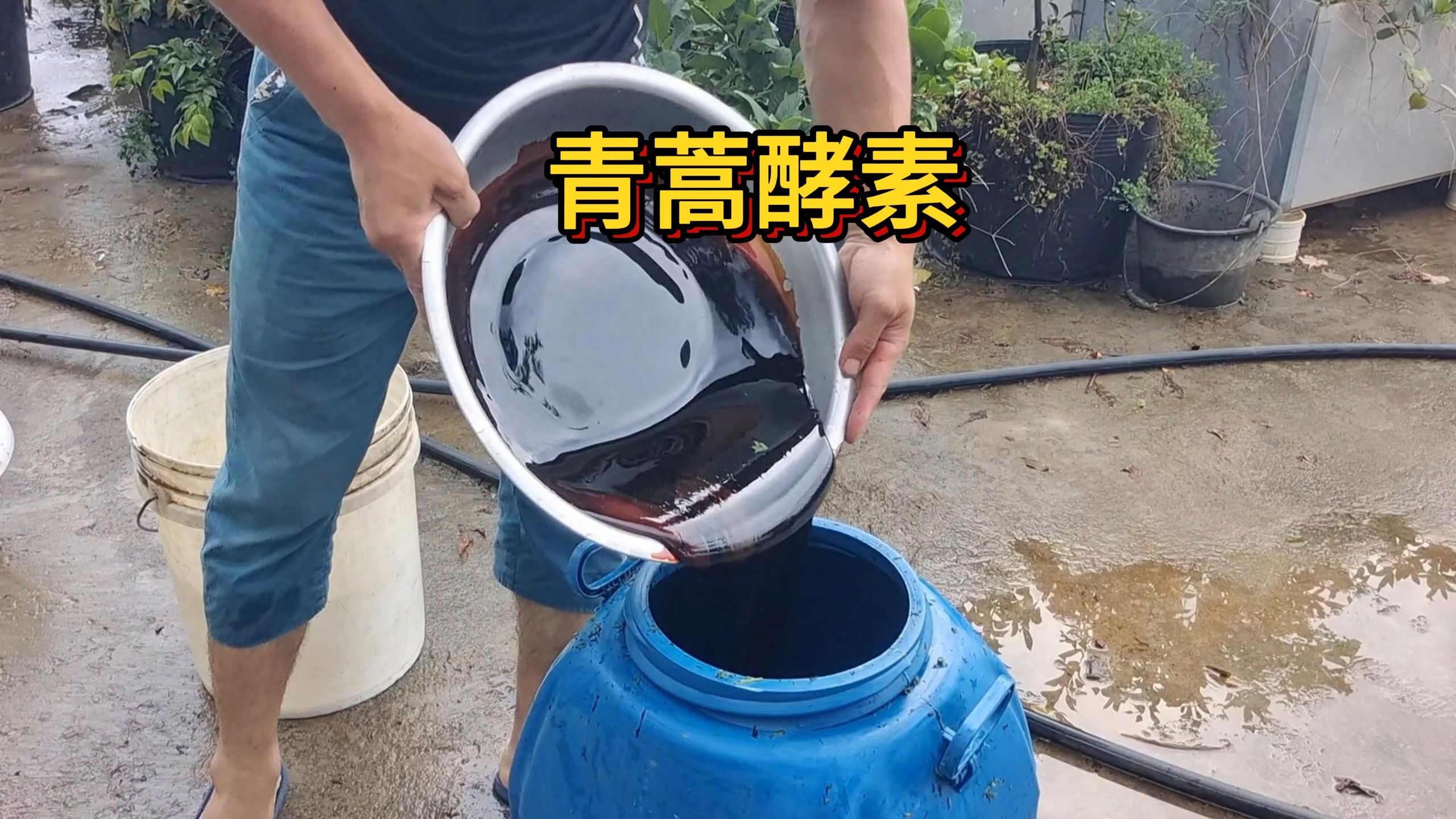 制作青蒿酵素，驱虫真的很好吗