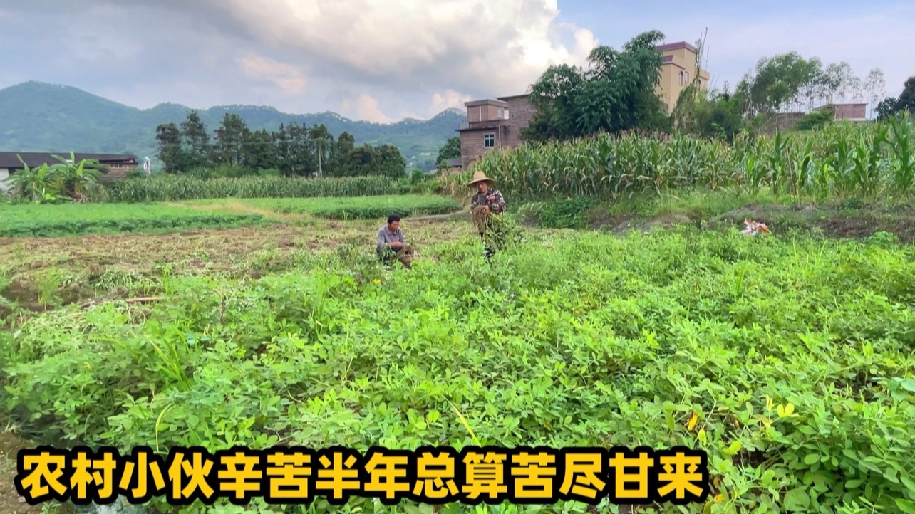 35岁单身小伙回农村种地，收成后得到网友的青睐，订单已超100斤